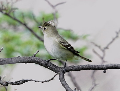 פאזל של Elenia crestabianca