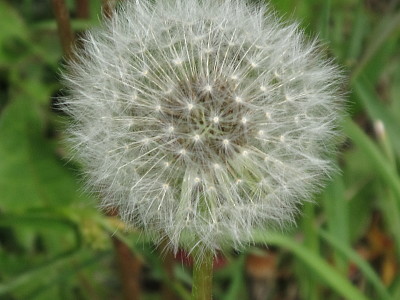 Dandelion puffball
