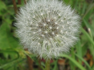 פאזל של Dandelion puffball