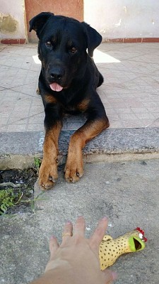 פאזל של Thor rottweiler