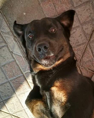 CÃ£o rottweiler