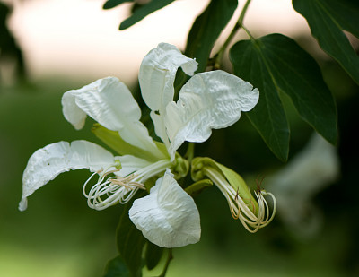 Flor Pata de Vaca