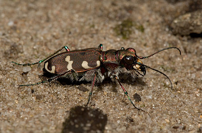 Cicindela hydrida