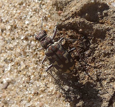 Cicindela marittima