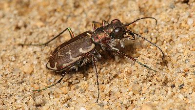 פאזל של Cicindela repanda