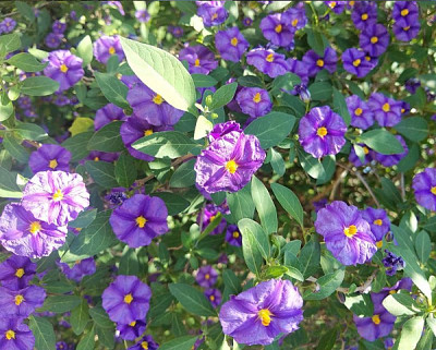 פאזל של Solanum