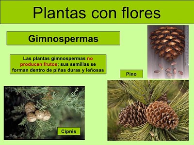 Plantas - clasificaciÃ³n jigsaw puzzle