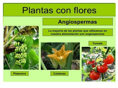 Plantas - clasificaciÃ³n