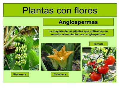 Plantas - clasificaciÃ³n jigsaw puzzle