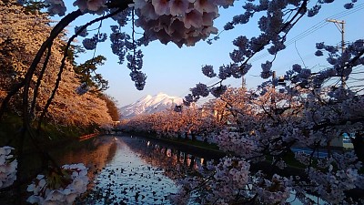 Cerezos en JapÃ³n jigsaw puzzle