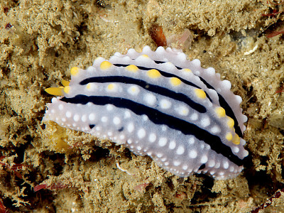 Phyllidia alyta