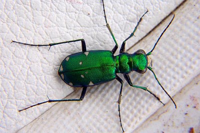 פאזל של Cicindela sexguttata