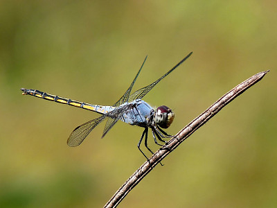 Potamarcha congener