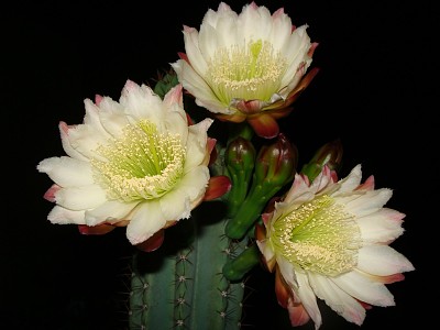 פאזל של Cactus