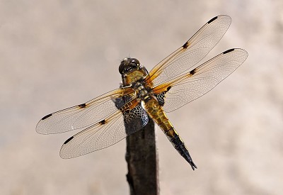 Quadrimaculata jigsaw puzzle