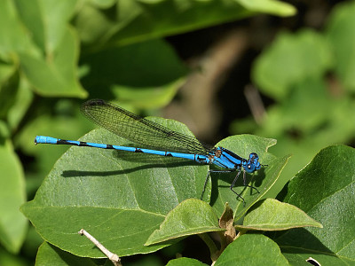 Argia anceps