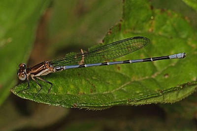 Argia oenea