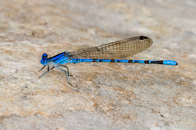 Argia plana