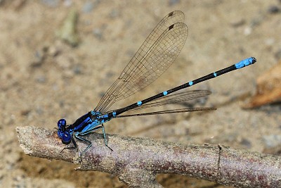 Argia sedula