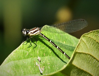 Argia translata