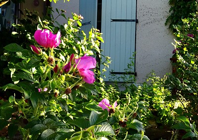 volets vert et quelques  roses