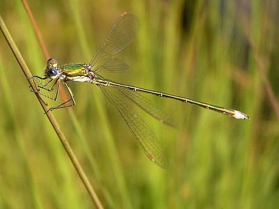 Lestes virens