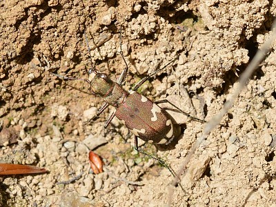 פאזל של Cicindela sylvicola