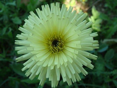 Fleur des champs