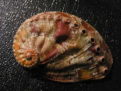 Haliotis semplicata