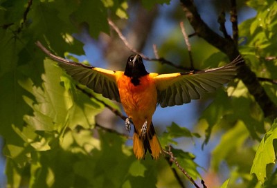 pajaro volando