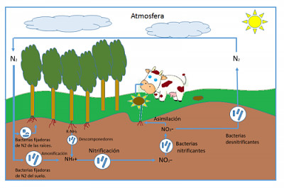 CICLO DEL NITROGENO