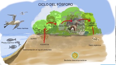 פאזל של CICLO DEL FOSFORO