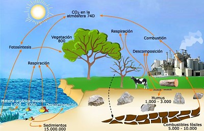 CICLO DEL CARBONO jigsaw puzzle