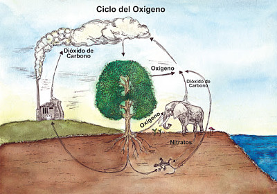 CICLO DEL OXIGENO jigsaw puzzle