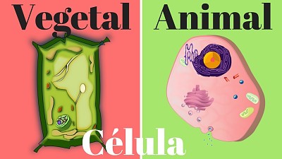 CÃ‰LULA VEGETAL Y ANIMAL