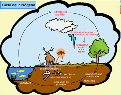 פאזל של CICLO DEL NITRÃ“GENO