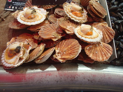 Coquilles Saint-Jacques