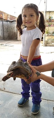 tortuga casera