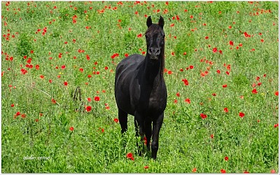 cavallo curioso