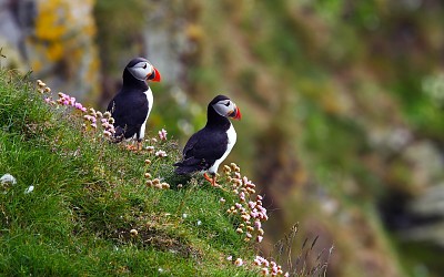 Paisajes y aves jigsaw puzzle