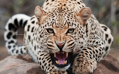 Leopardo