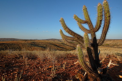 פאזל של CAATINGA