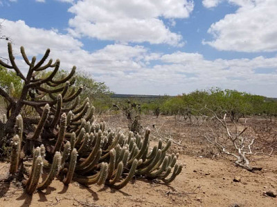 פאזל של CAATINGA