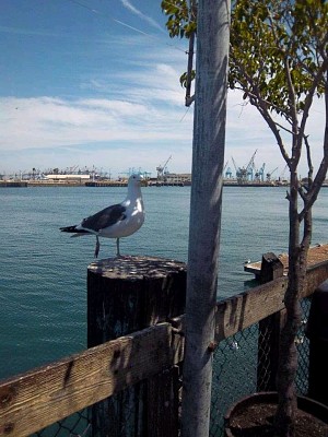 San Pedro Beach - CA jigsaw puzzle