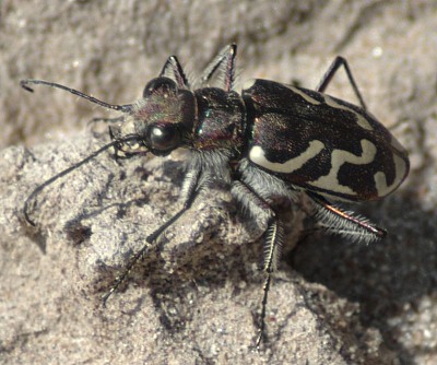 פאזל של Cicindela tranquebarica