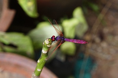 Trithemis aurora