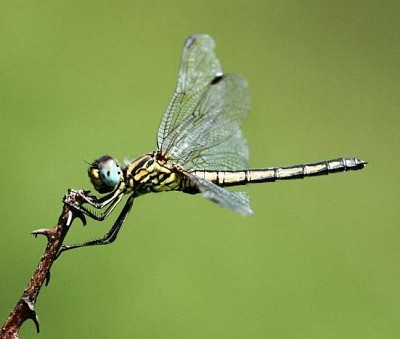 Trithemis dorsalis jigsaw puzzle