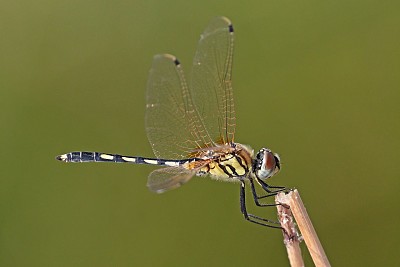 Trithemis pallidinervis jigsaw puzzle