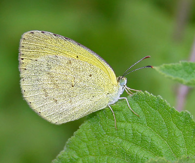 פאזל של Eurema brigitta