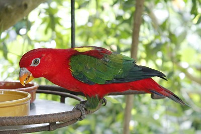 Lory jigsaw puzzle